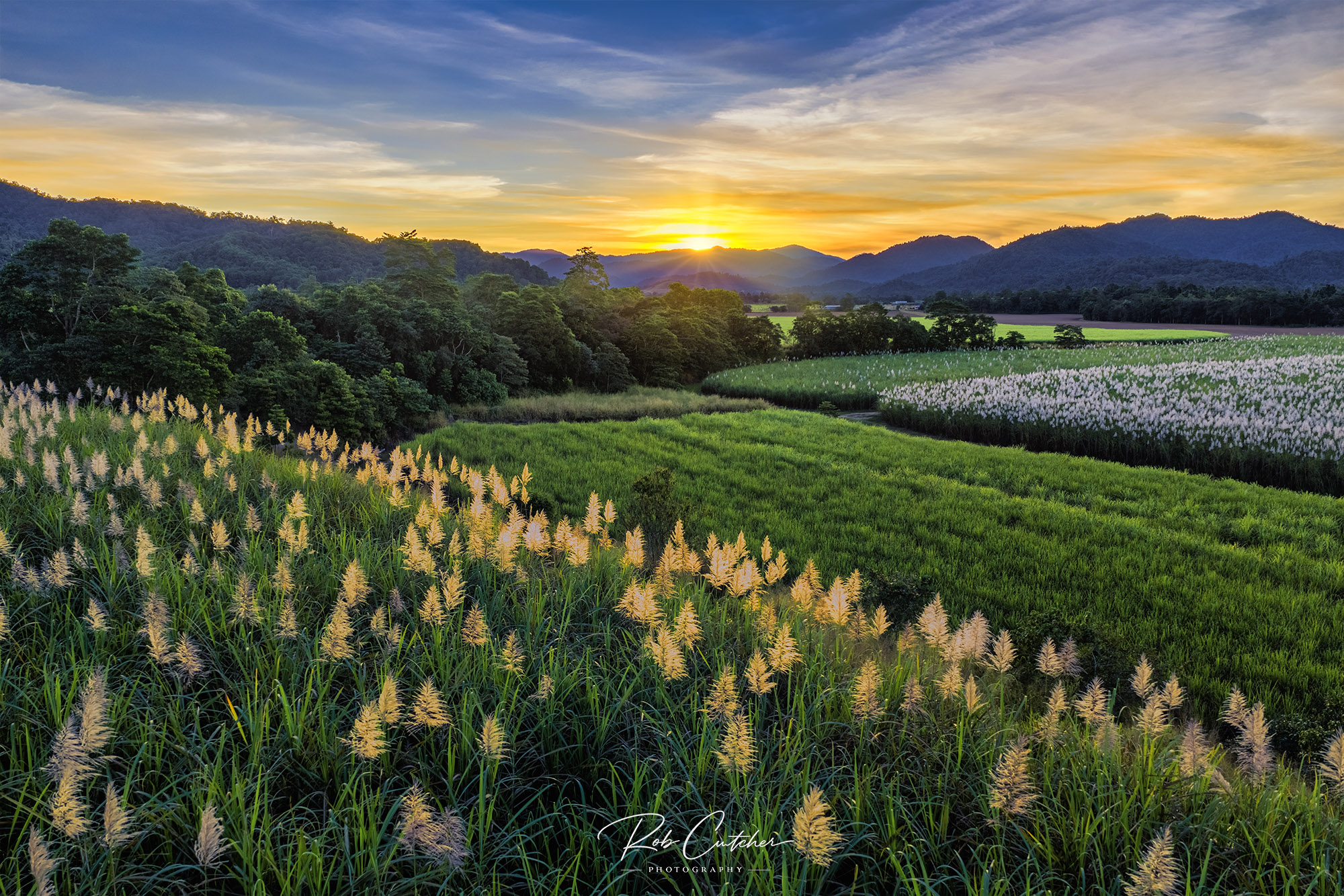 Cane Fields at Sunset
