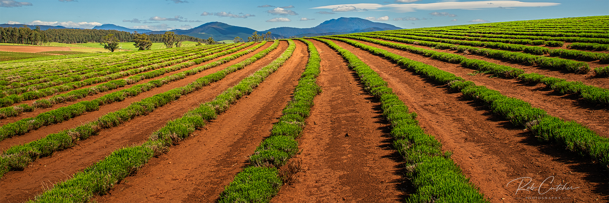 New Lavender Fields