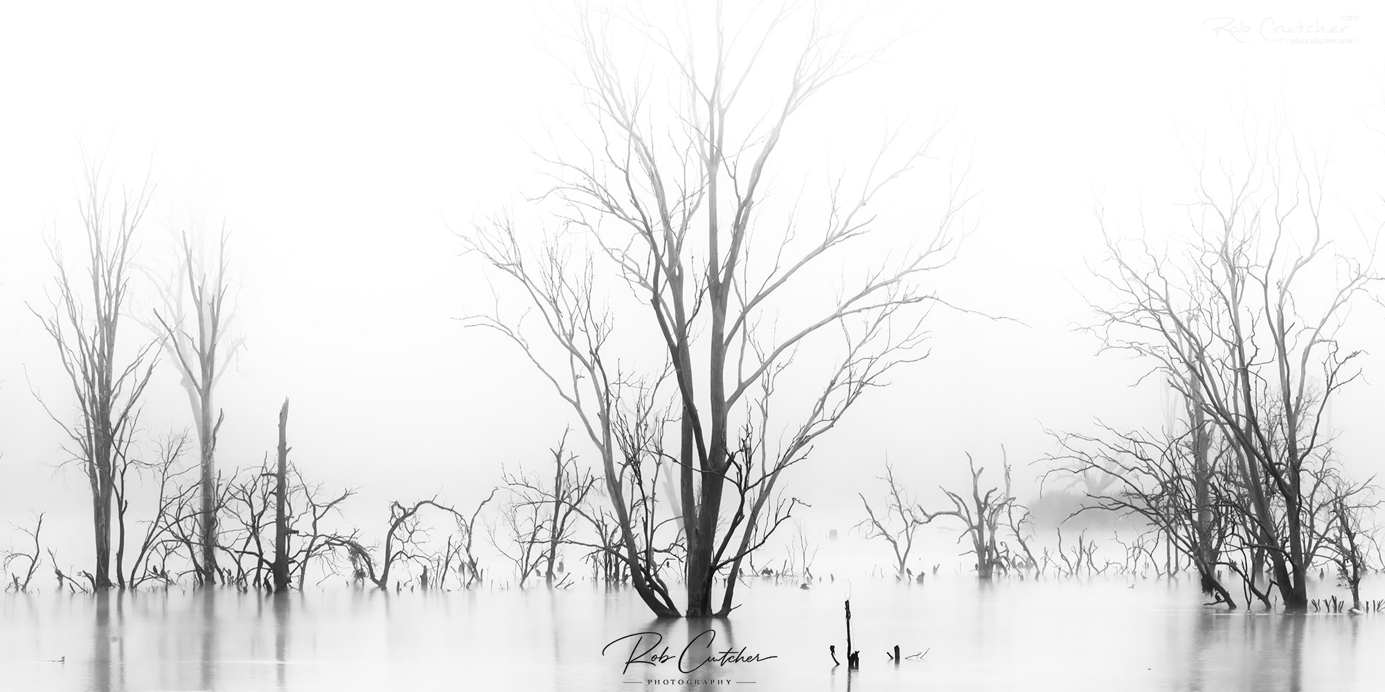Ghost Trees in the mist