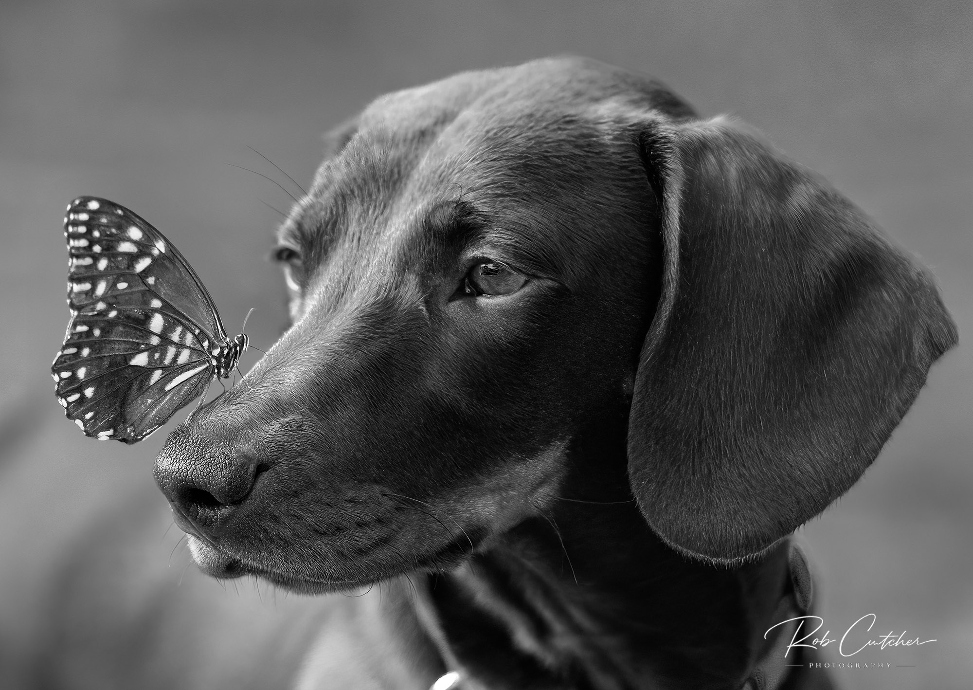 Gentle Curiosity