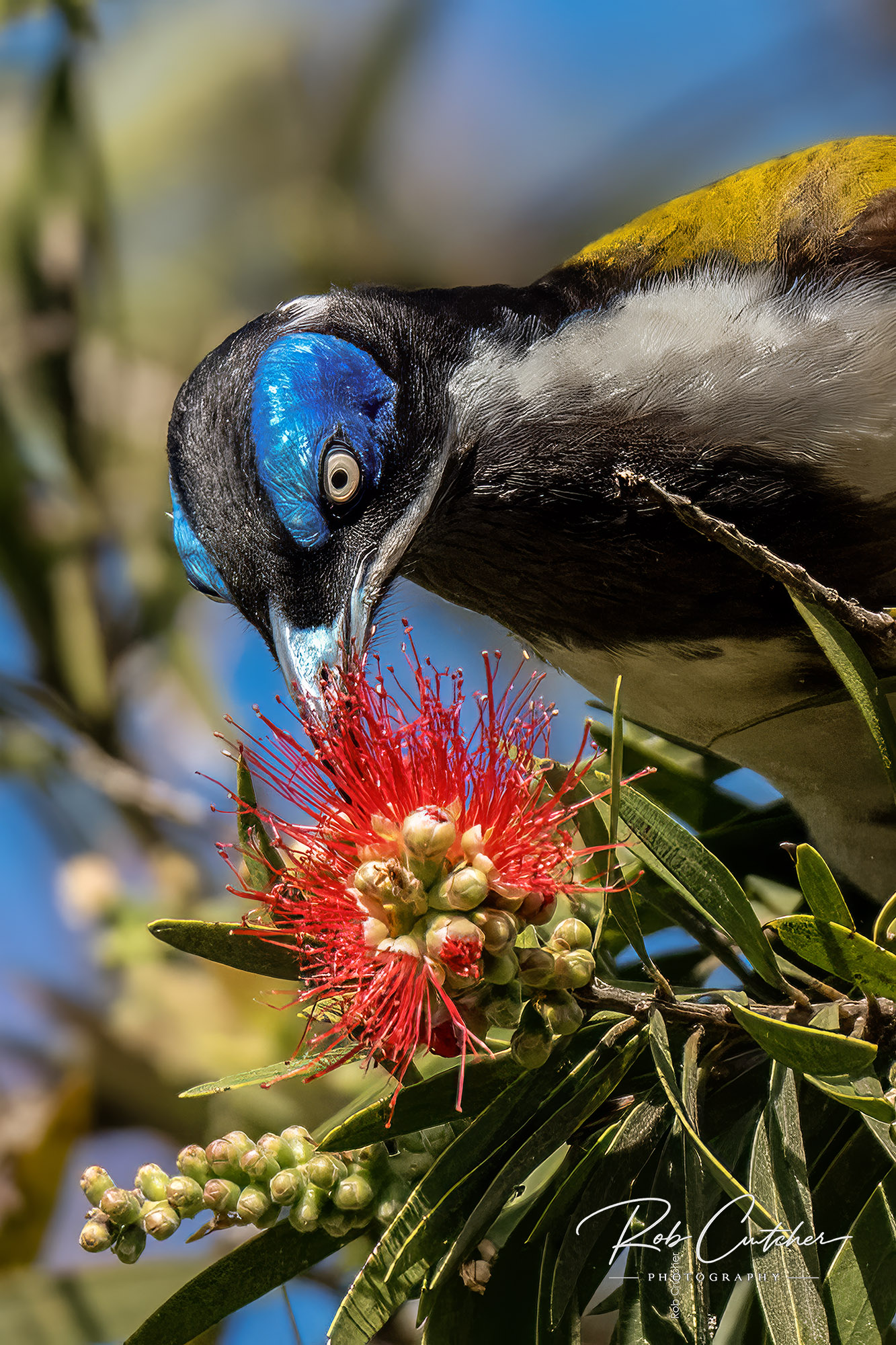 Blue-faced Honeyeater