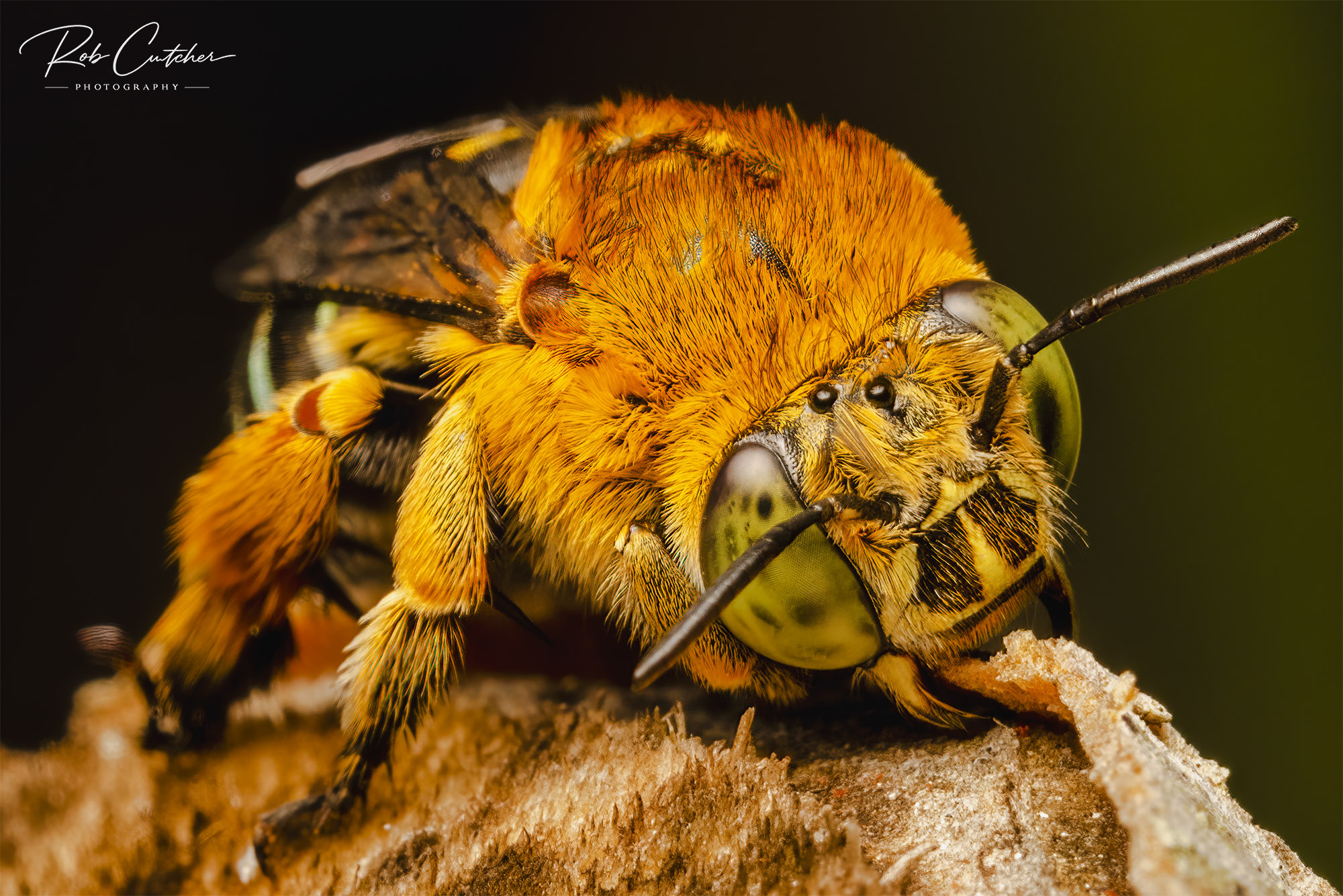 Blue Banded Bee