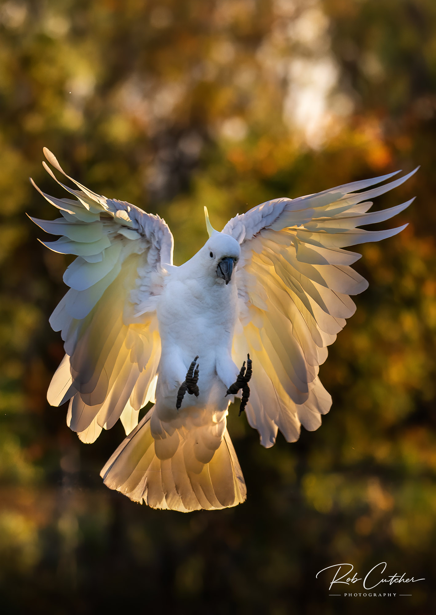 Cockatoo Landing