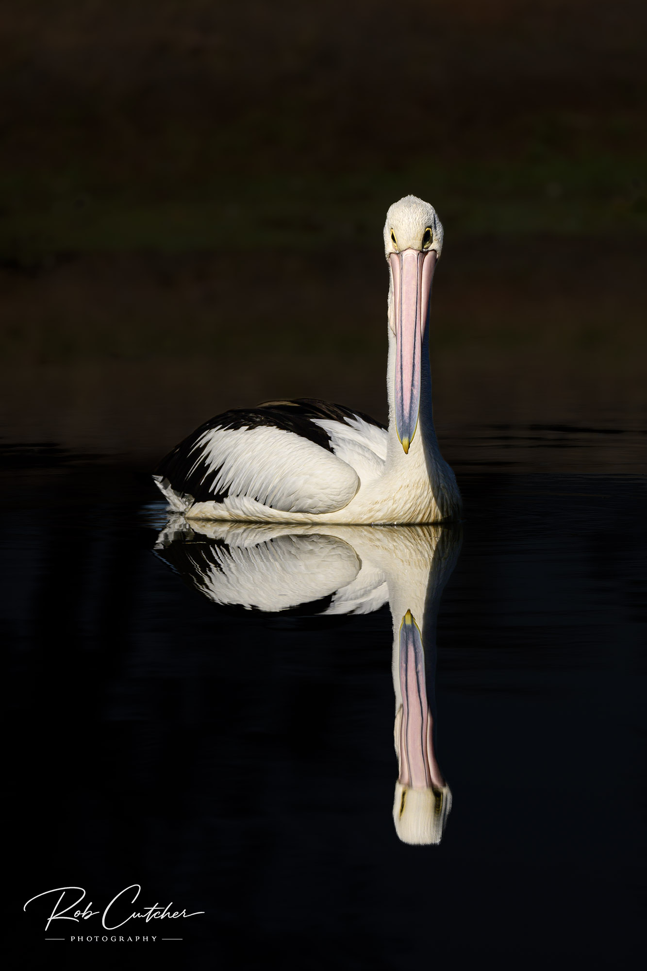 Pelican Reflection