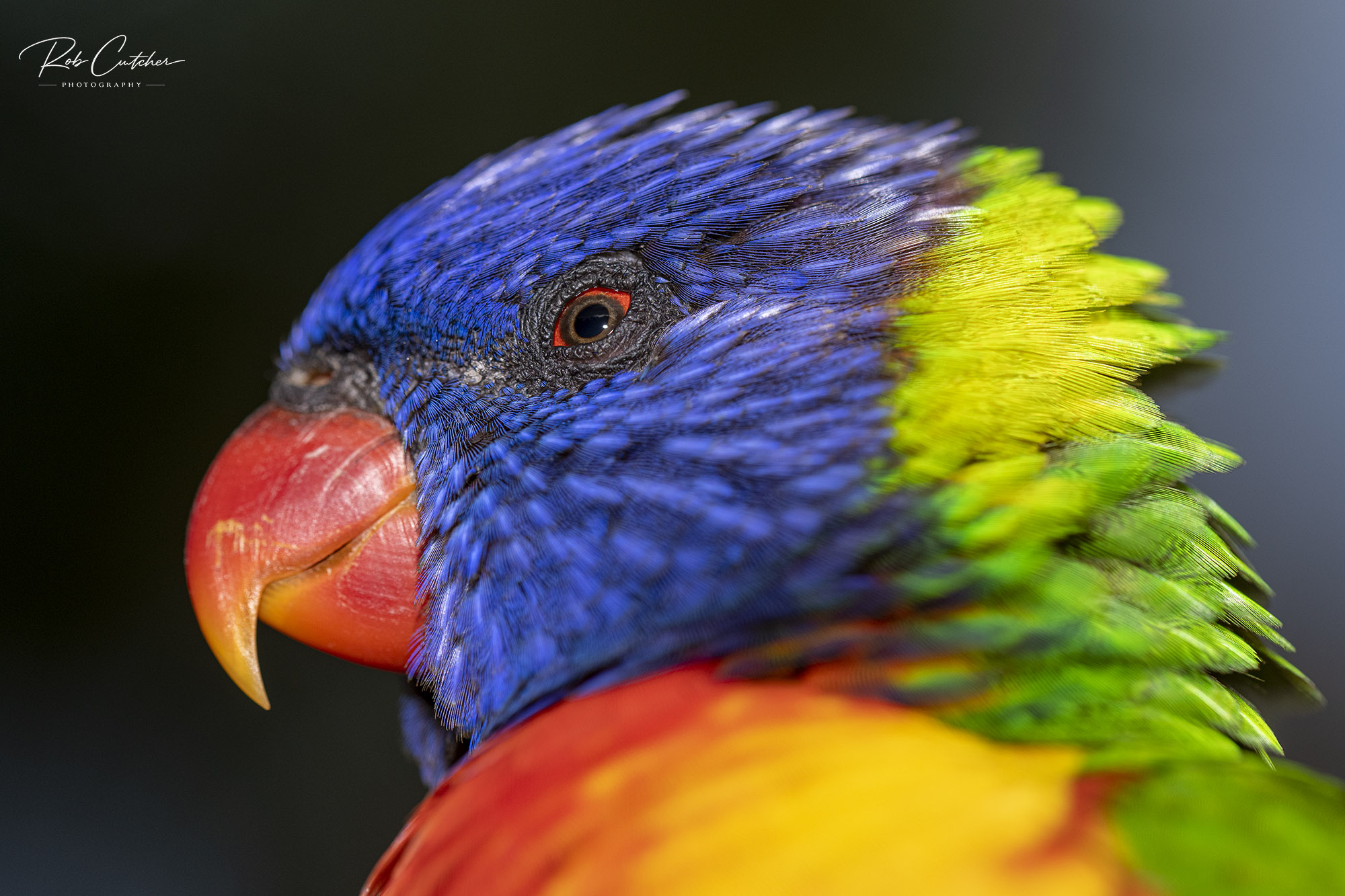 Lorikeet Portrait