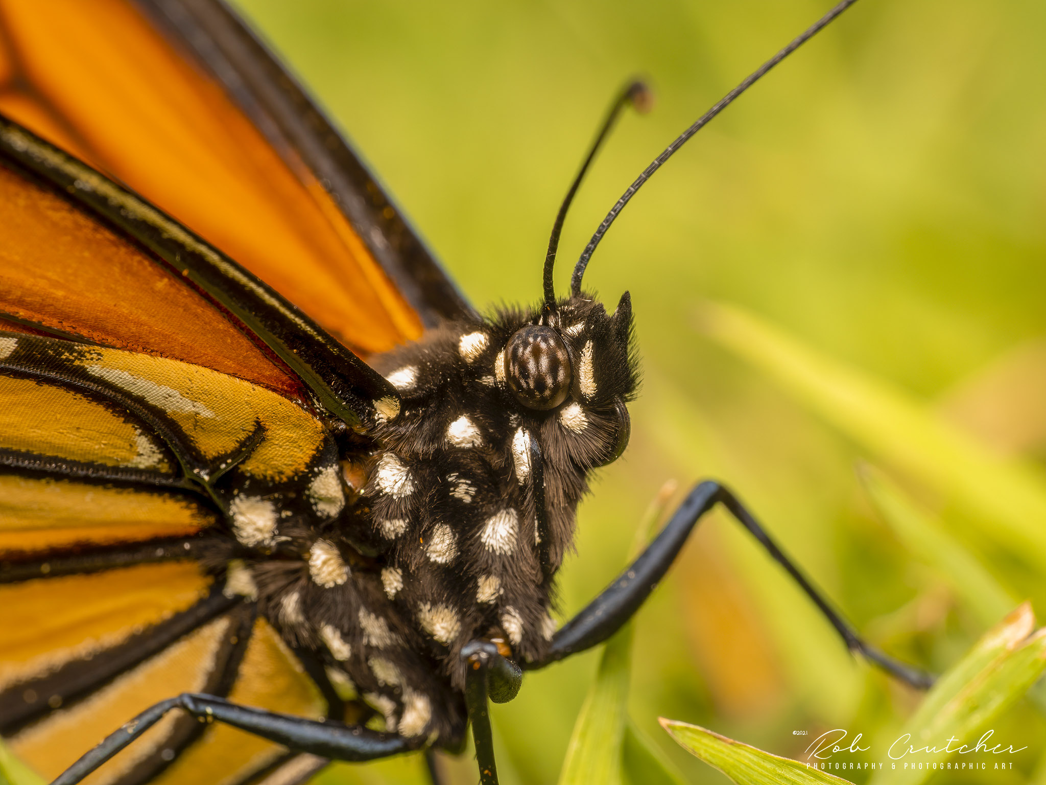 Monarch Close-up
