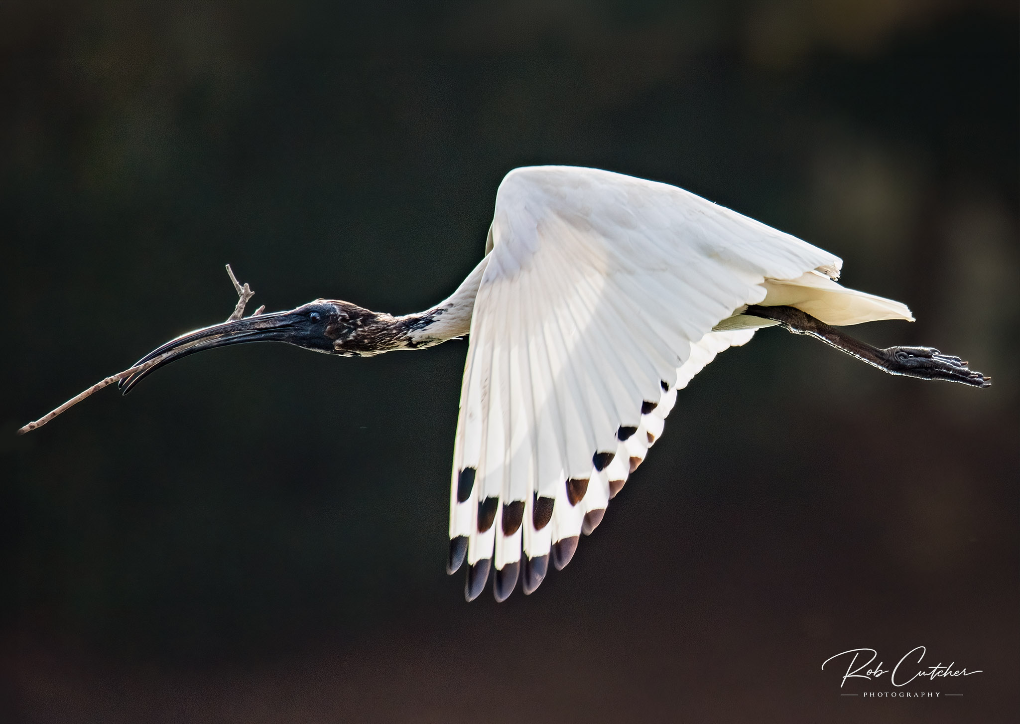 Ibis carrying nesting stick