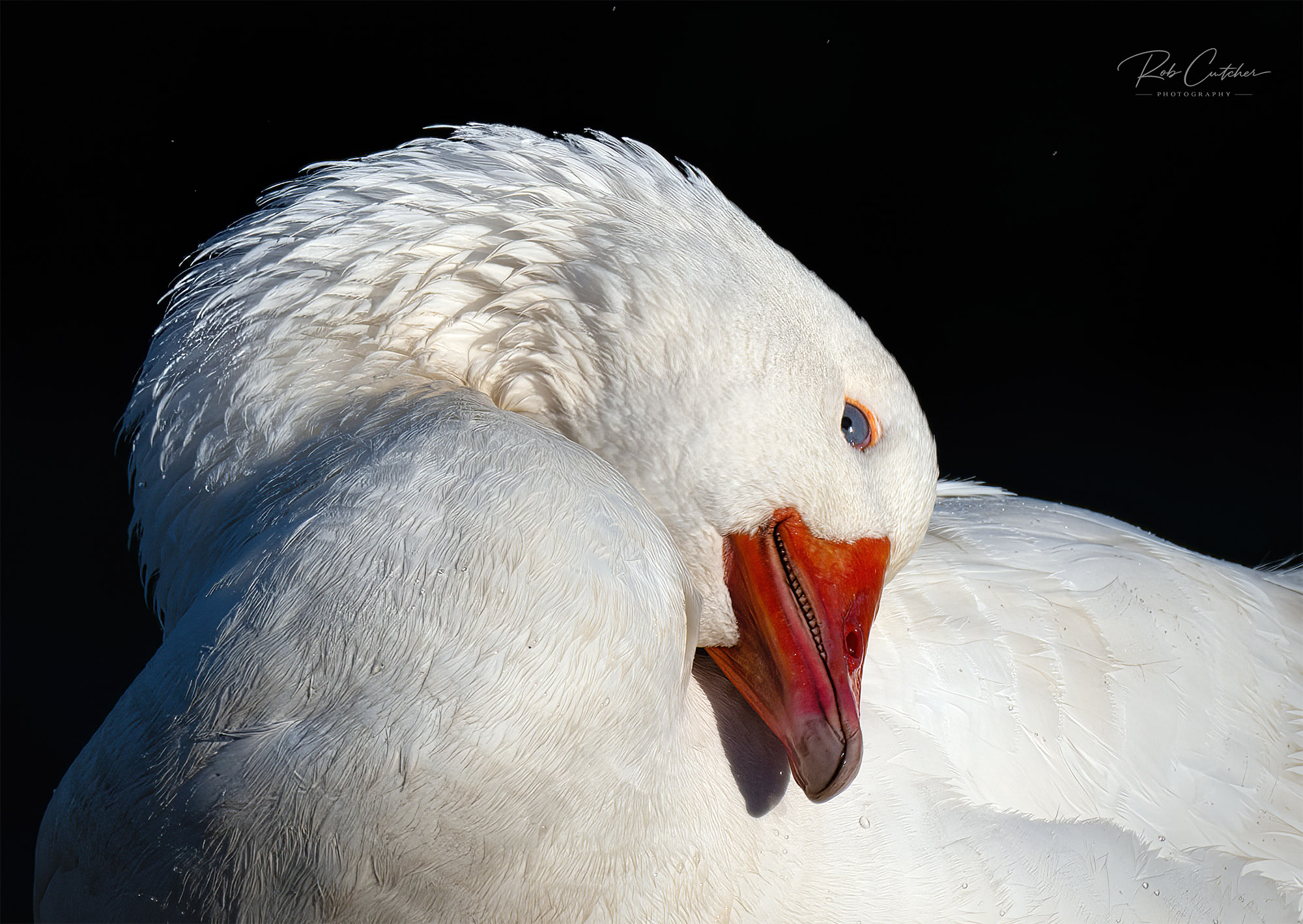 Preening Goose