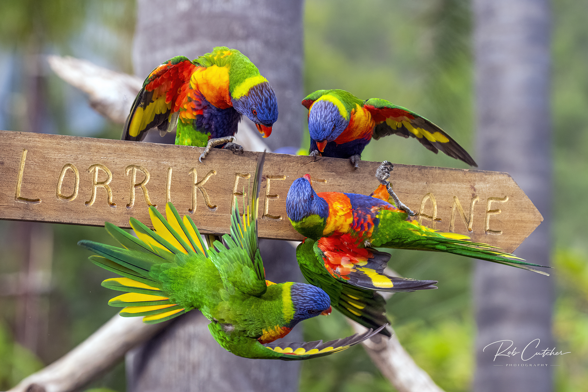 Lorikeet Lane