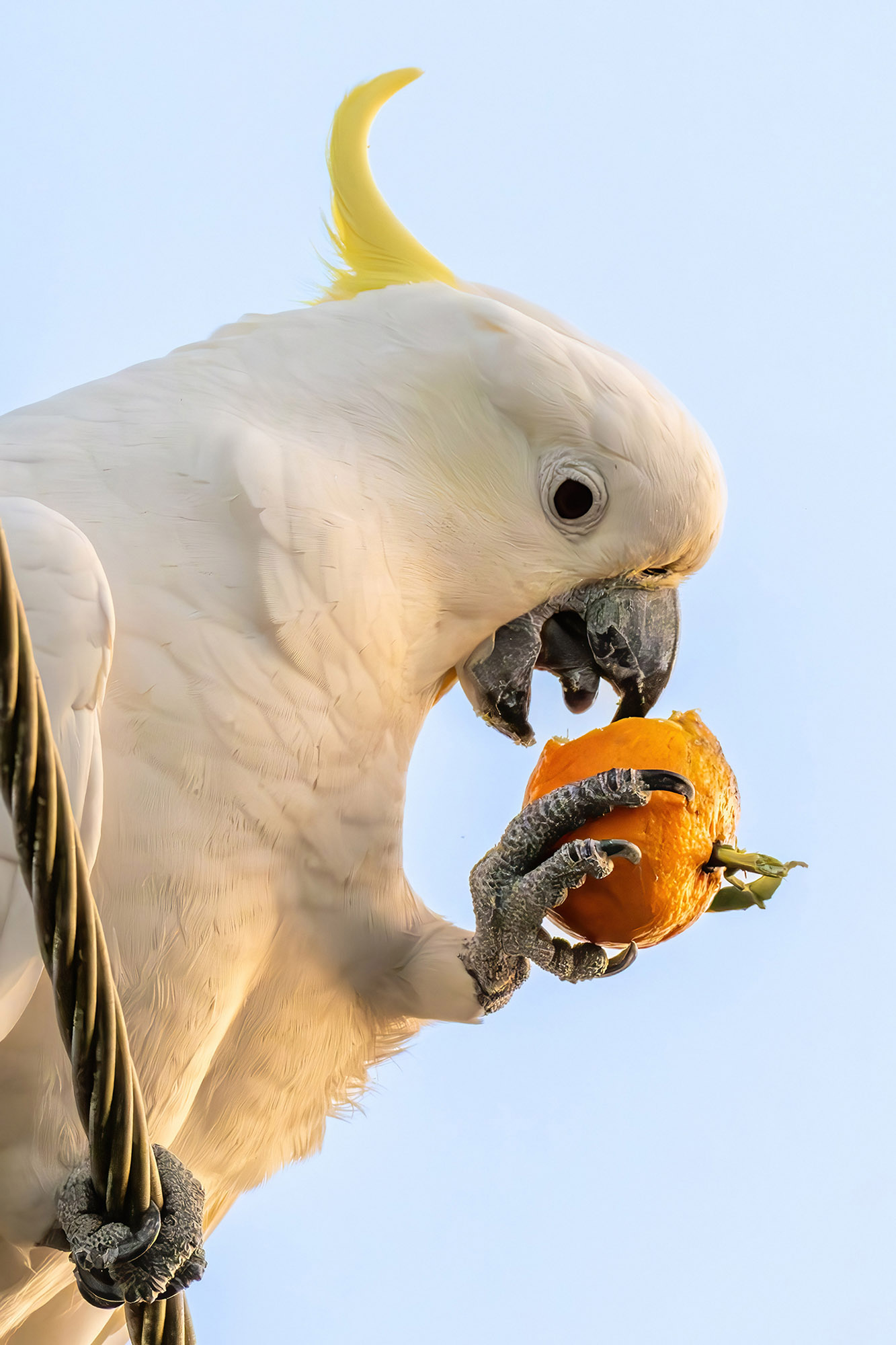 Mandarine Delight