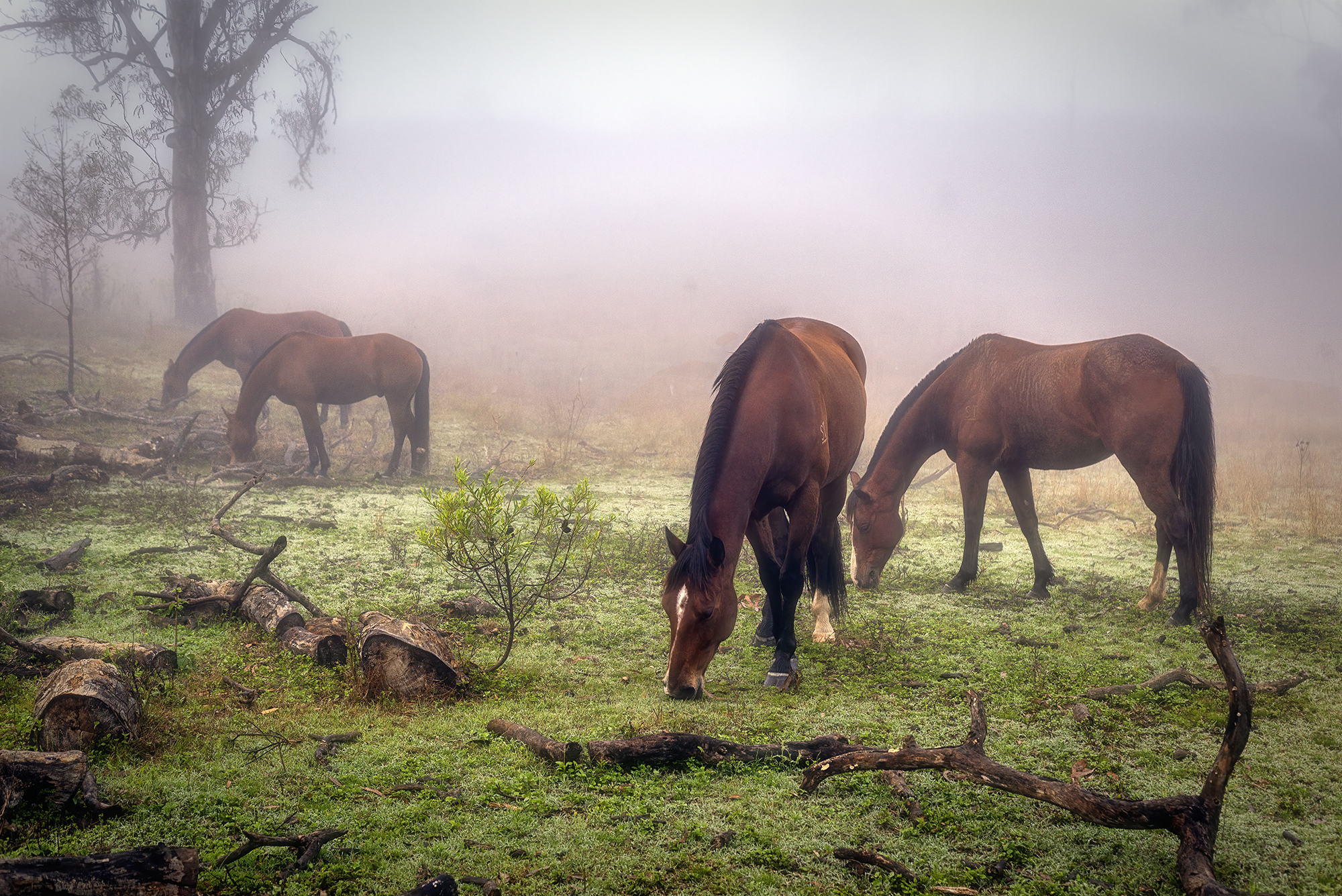 Horses in the Mist